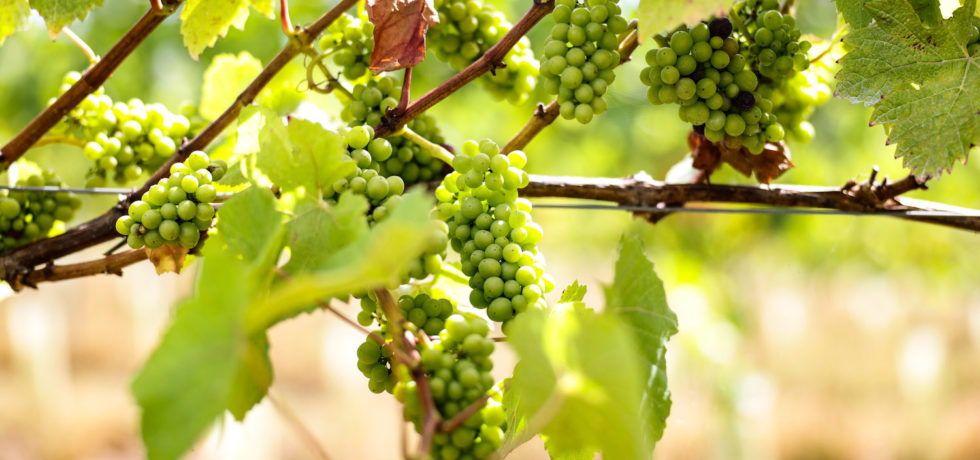 grapes in vineyard devon